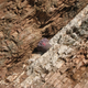 Rocks near Gubbio, Italy, change in color and texture at the line indicating the Cretaceous-Paleogene extinction event that wiped out the dinosaurs 66 million years ago. A baseball hat shows scale.